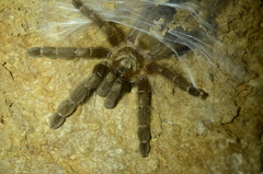 Psalmopoeus