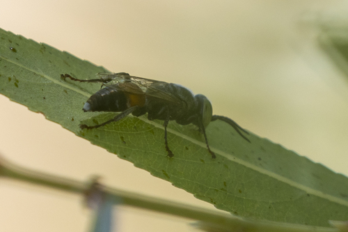iNaturalist observation photo of Gastrosericina