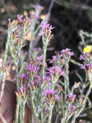 Stoebe rugulosa
