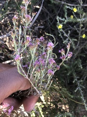 Stoebe rugulosa