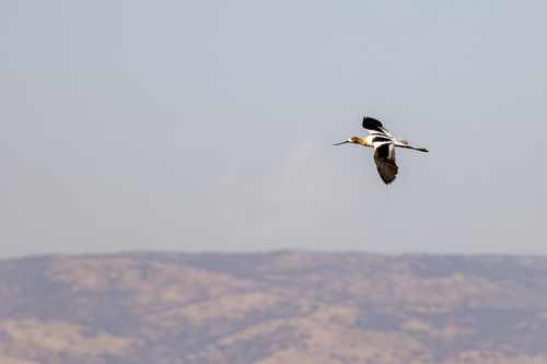 iNaturalist observation photo of American Avocet