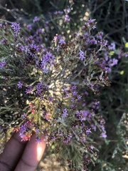 Stoebe rugulosa