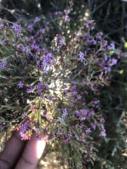 Stoebe rugulosa