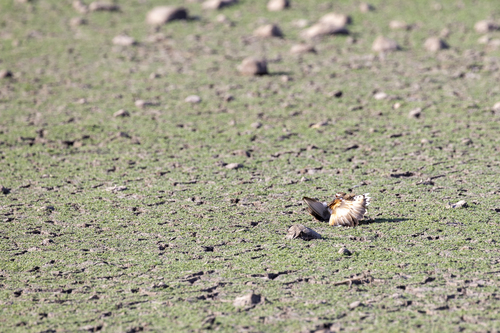 iNaturalist observation photo of Killdeer