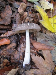 Pluteus ephebeus