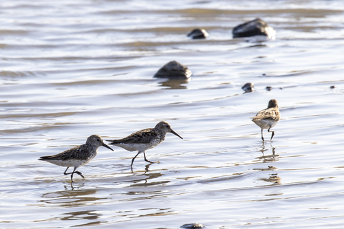iNaturalist observation photo of Western Sandpiper
