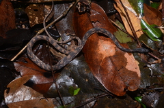 Nothopsis rugosus