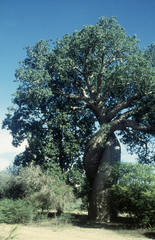 Adansonia
