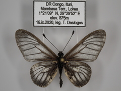 Acraea orestia