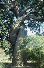 Adansonia