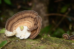 Trametes menziesii
