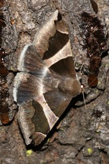Dysgonia torrida