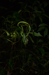 Oxybelis brevirostris