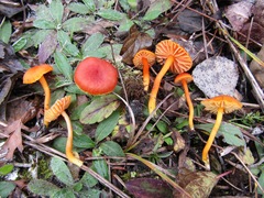 Hygrocybe calciphila