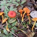 Limestone Waxcap - Photo (c) Christian Apschner, some rights reserved (CC BY-NC), uploaded by Christian Apschner