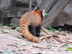 Ailurus fulgens styani