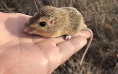 Chaetodipus hispidus
