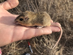 Chaetodipus hispidus