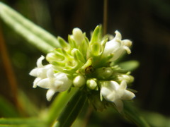 Spermacoce natalensis