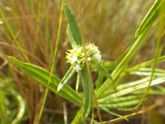 Spermacoce natalensis