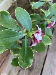 Daphne odora marginata