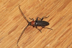 Stenosphenus notatus