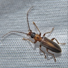 Oxycopis