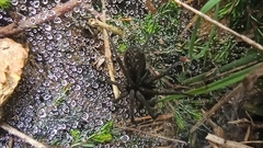 Segestria florentina