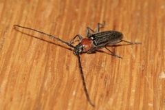 Stenosphenus notatus