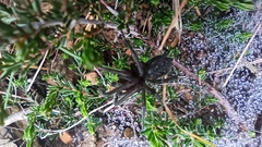 Segestria florentina