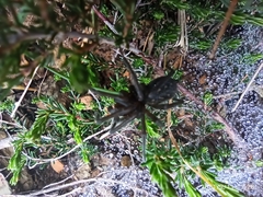 Segestria florentina