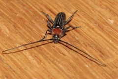 Stenosphenus notatus