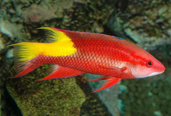 Spotfin Hogfish photo 4