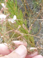Pelargonium longicaule