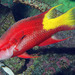 Spotfin Hogfish - Photo (c) Robertson & Van Tassell D. & J., some rights reserved (CC BY-NC-SA)