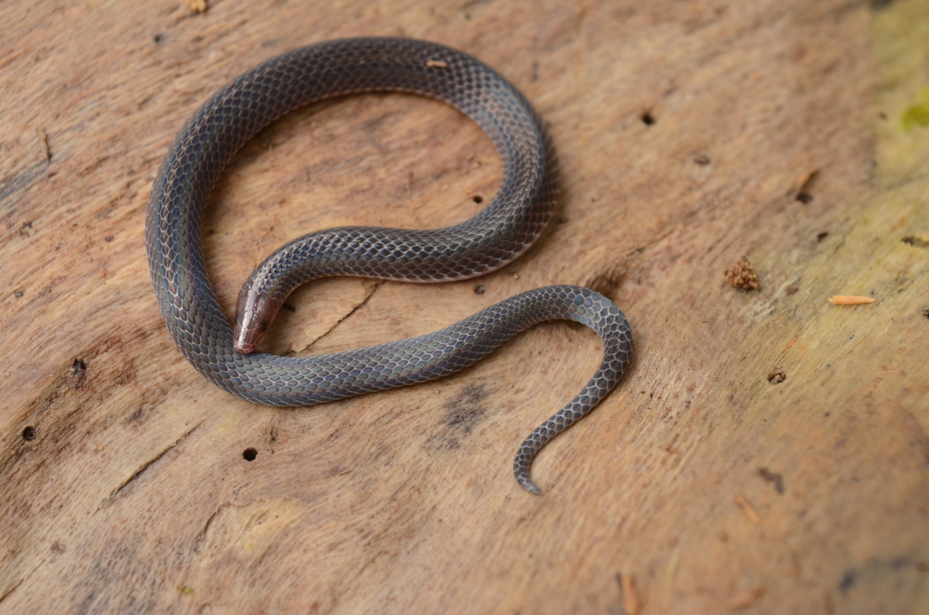 Hoffmann's Earth Snake