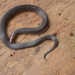 Hoffmann's Earth Snake - Photo (c) Josue Ramos Galdamez, some rights reserved (CC BY-NC), uploaded by Josue Ramos Galdamez