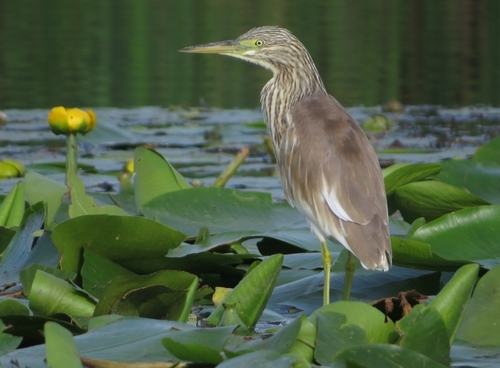 Squacco Heron