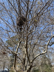 Crataegus aestivalis