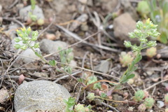 Alyssum minutum