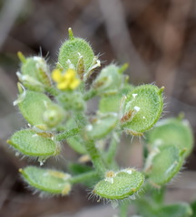 Alyssum hirsutum