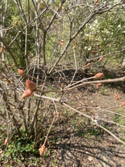 Rhododendron colemanii