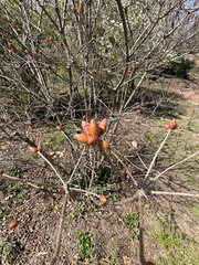 Rhododendron colemanii