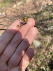 Rhododendron alabamense