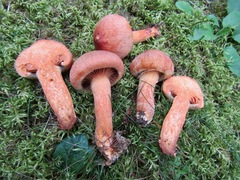 Chroogomphus helveticus