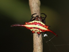 Gasteracantha milvoides