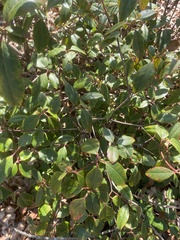 Rhododendron chapmanii