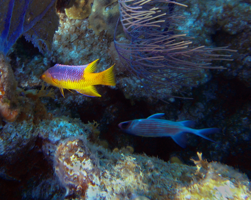 Spanish Hogfish
