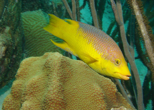 Spanish Hogfish