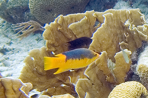 Spanish Hogfish